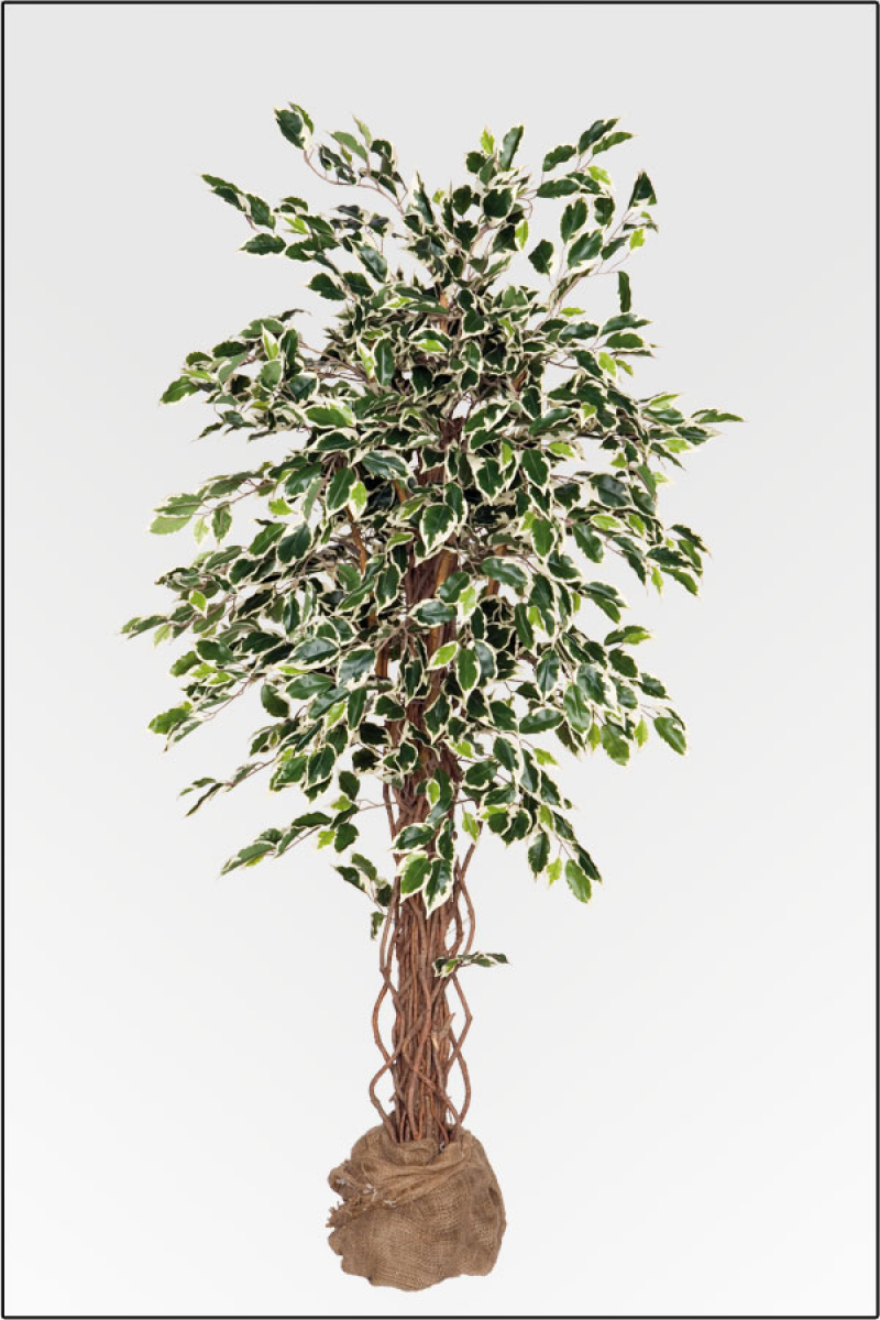 Ficus Japonica ca.210 cm mit Naturstamm.