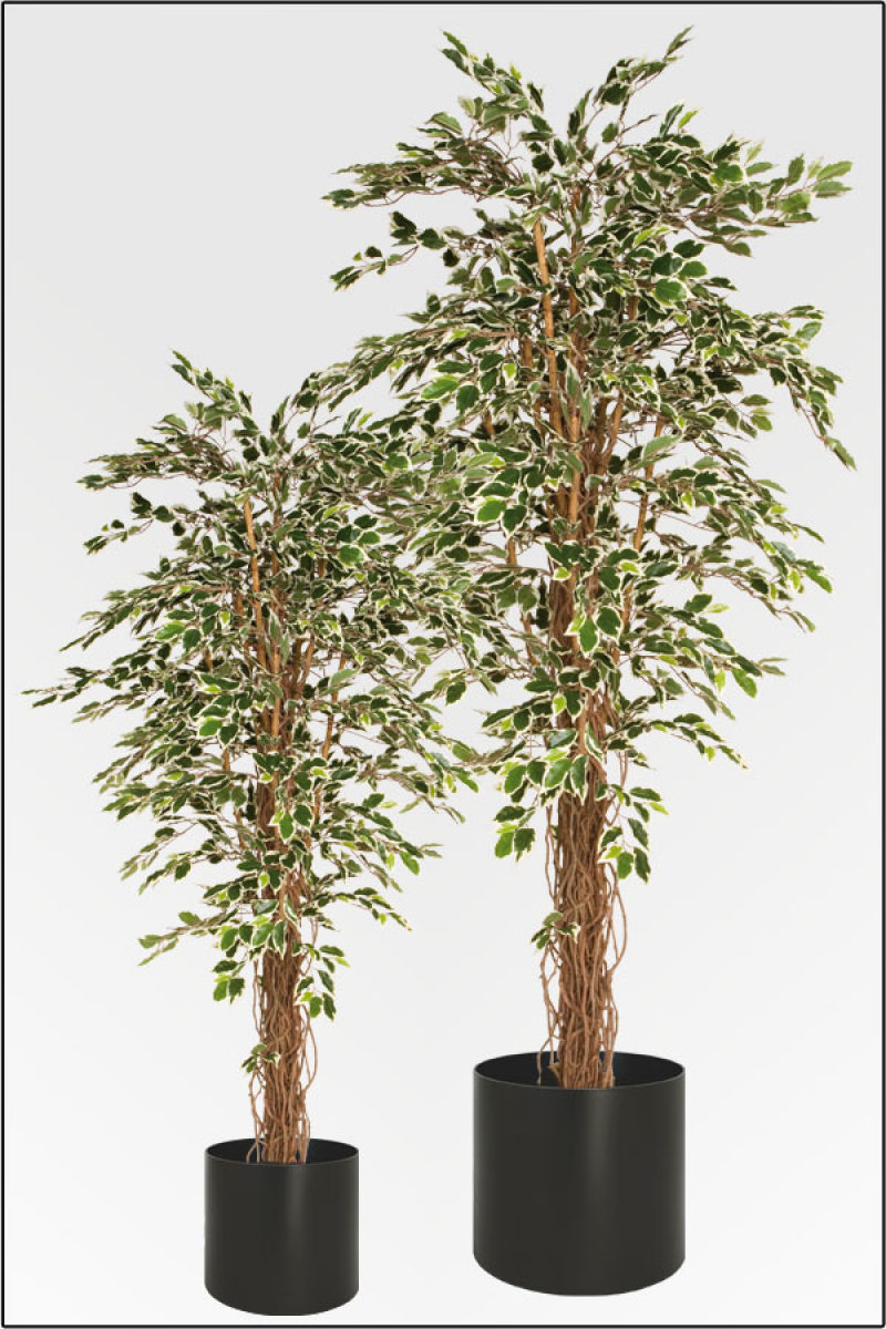 Ficus Japonica ca.180 cm mit Naturstamm.