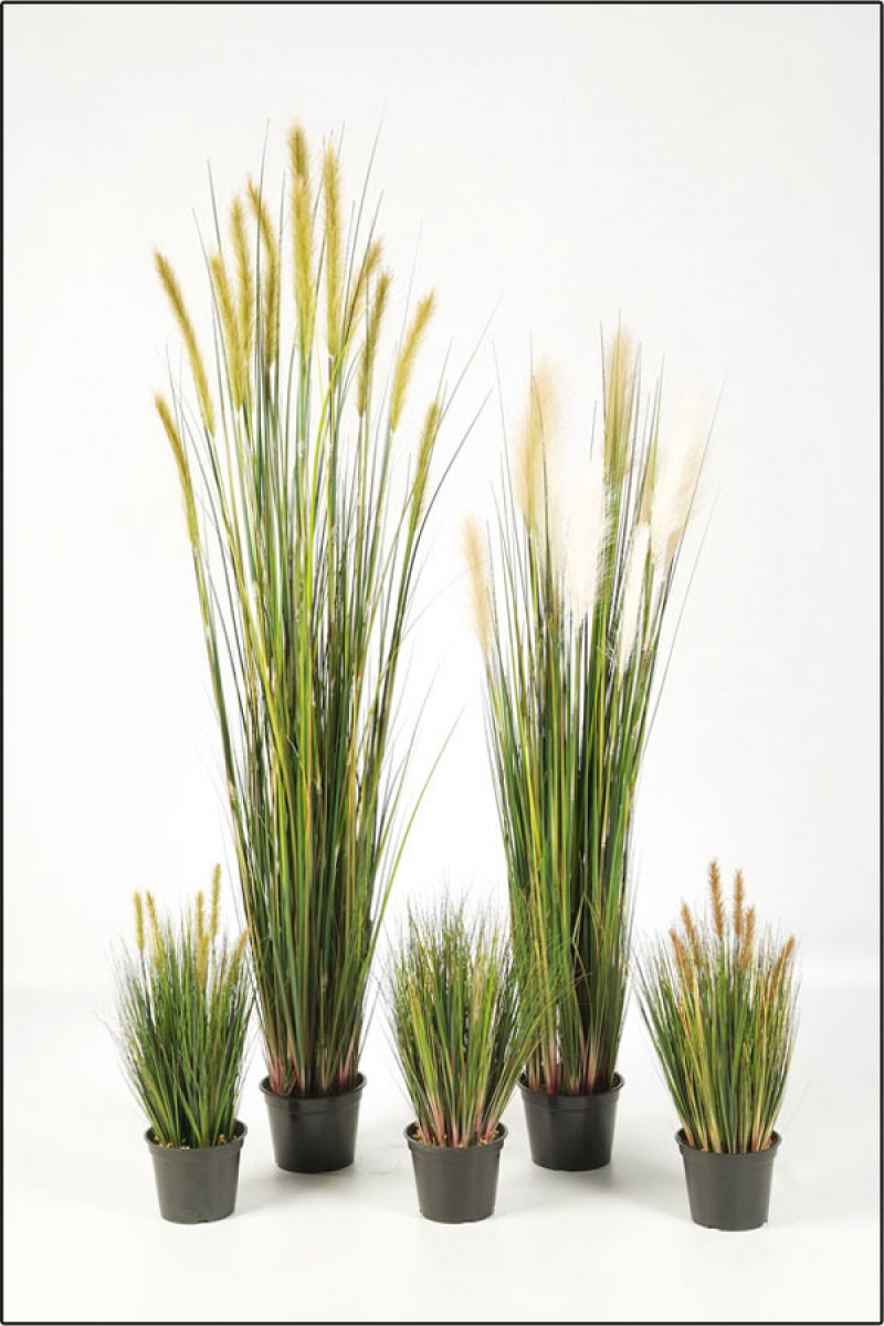 Foxtail Gras ca. 180 cm mit hellem cremefarbenem Schweif