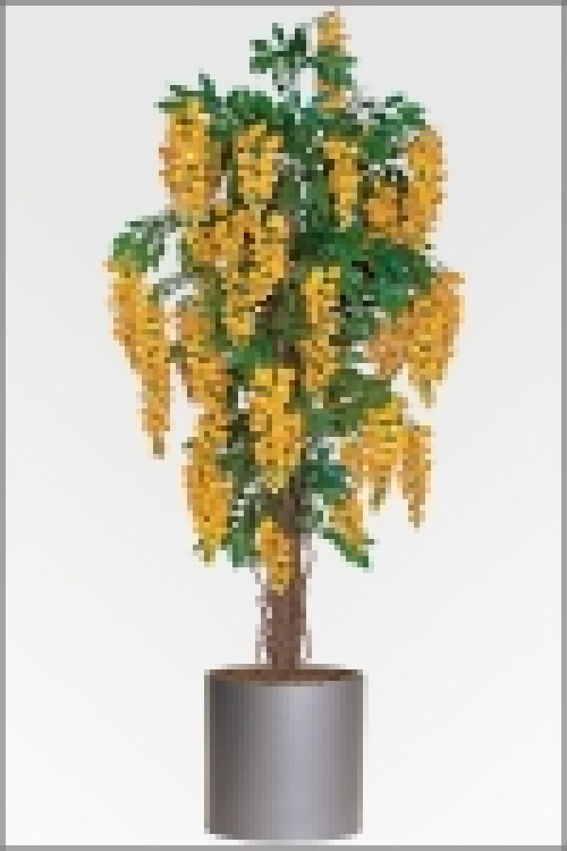 Goldregen gelb/orange; mit Pflanzgefaess in verschiedenen Groessen lieferbar