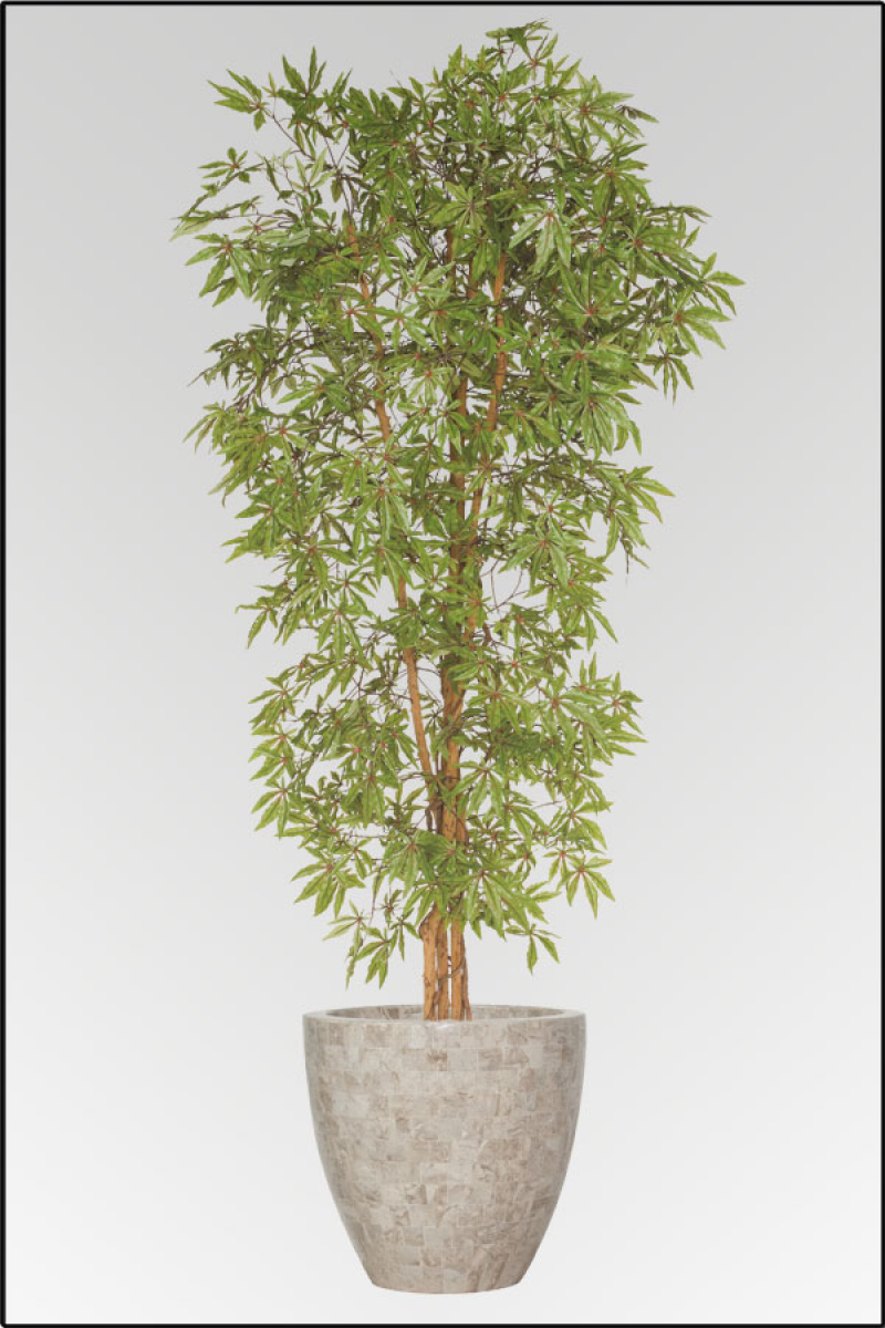 Japanischer Aralienbaum mit Naturstamm 180 cm