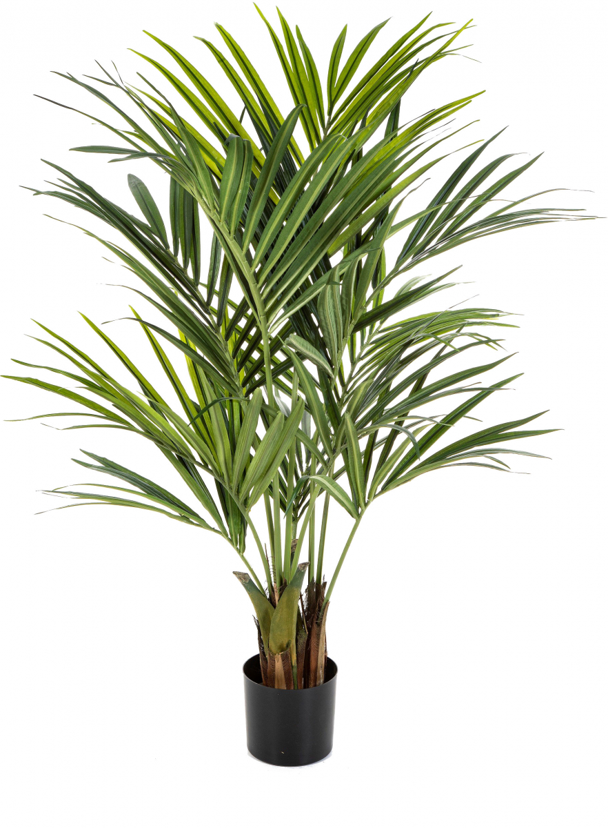 Kentia Palme ca. 140 cm  schwerentflammbar
