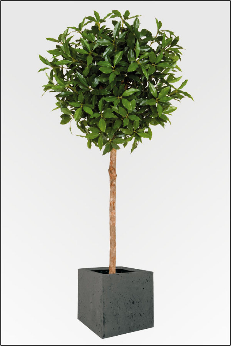 Lorbeerkugelbaum kuenstlich mit Naturstamm; ca.175 cm.