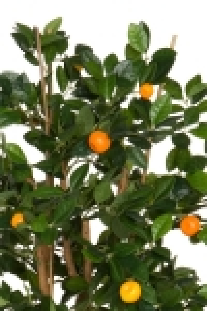 Mandarinen Baeumchen ca. 150 cm mit Naturstamm und Fruechten.