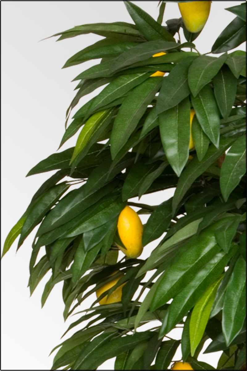 Mango Baum mit Fruechten kuenstlich auf Naturstamm; ca. 210 cm.