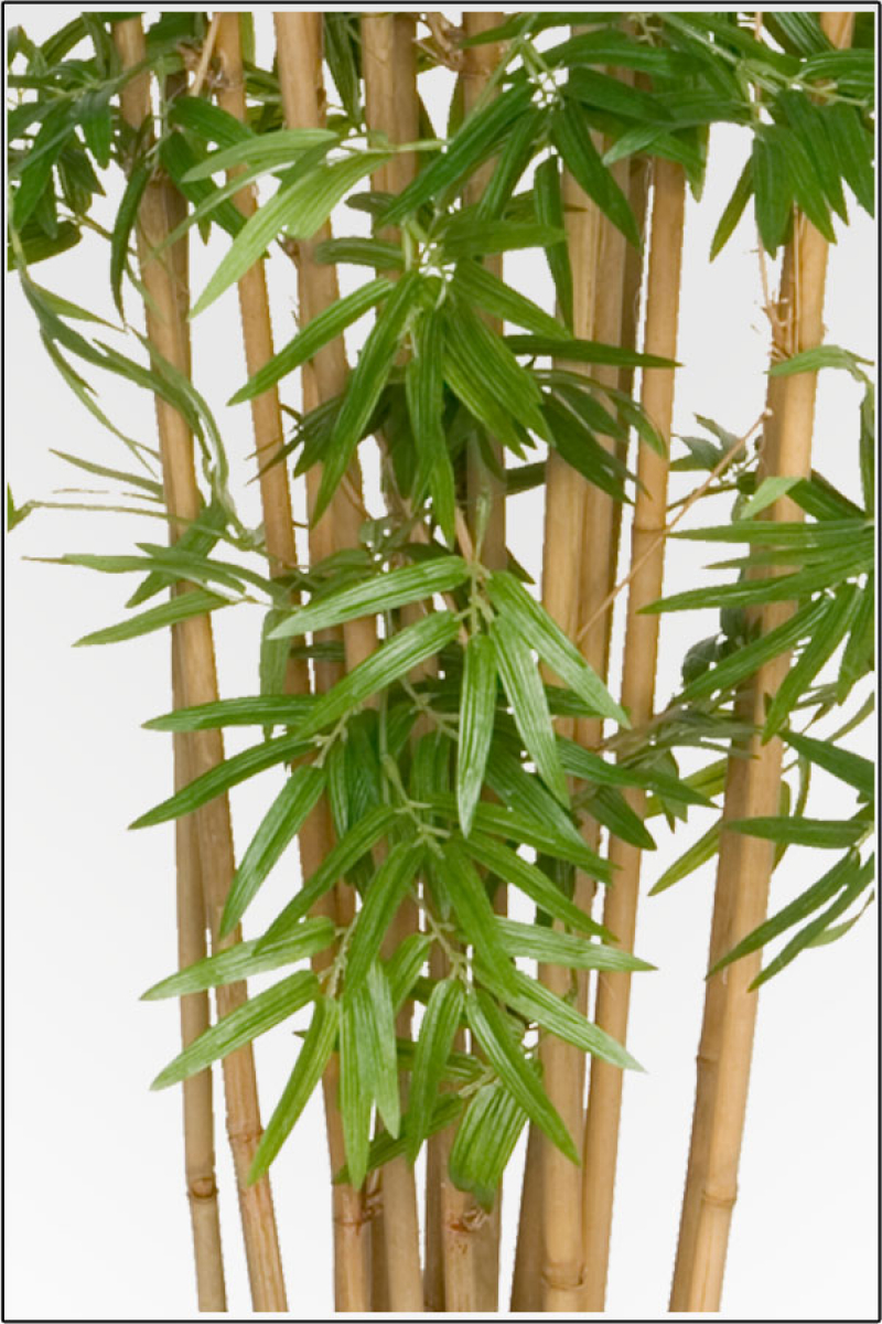 Bambus ca.110 cm mit Naturstamm.