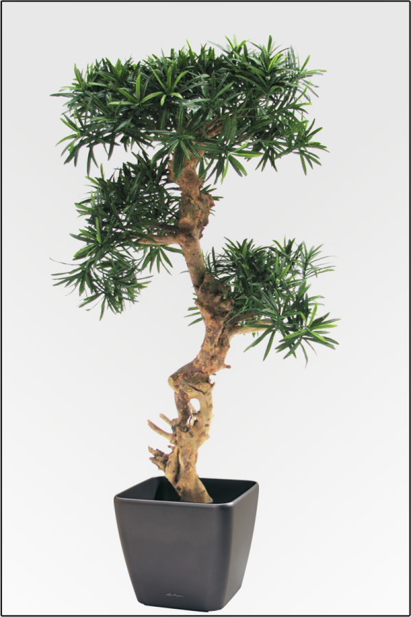 Podocarpus-Steineibe mit Naturbonsaistamm 110 cm