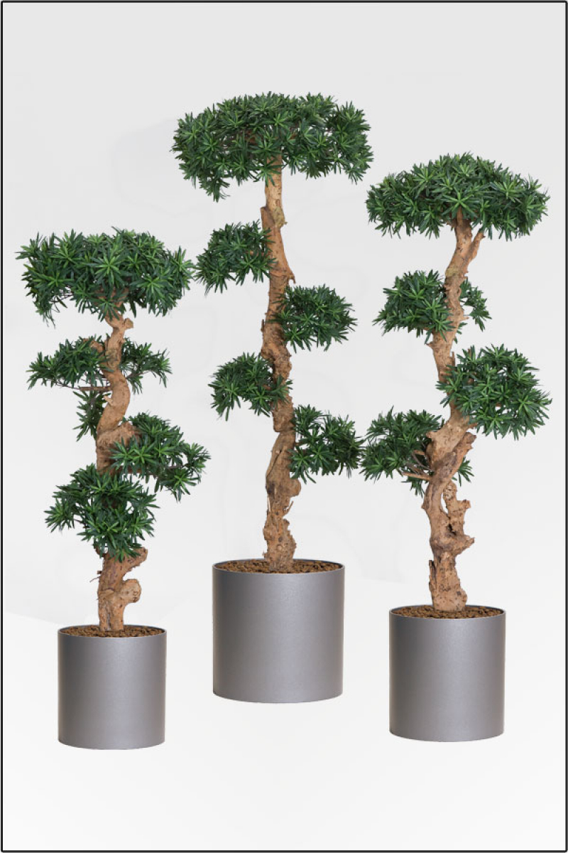 Podocarpus-Steineibe mit Naturbonsaistamm 110 cm