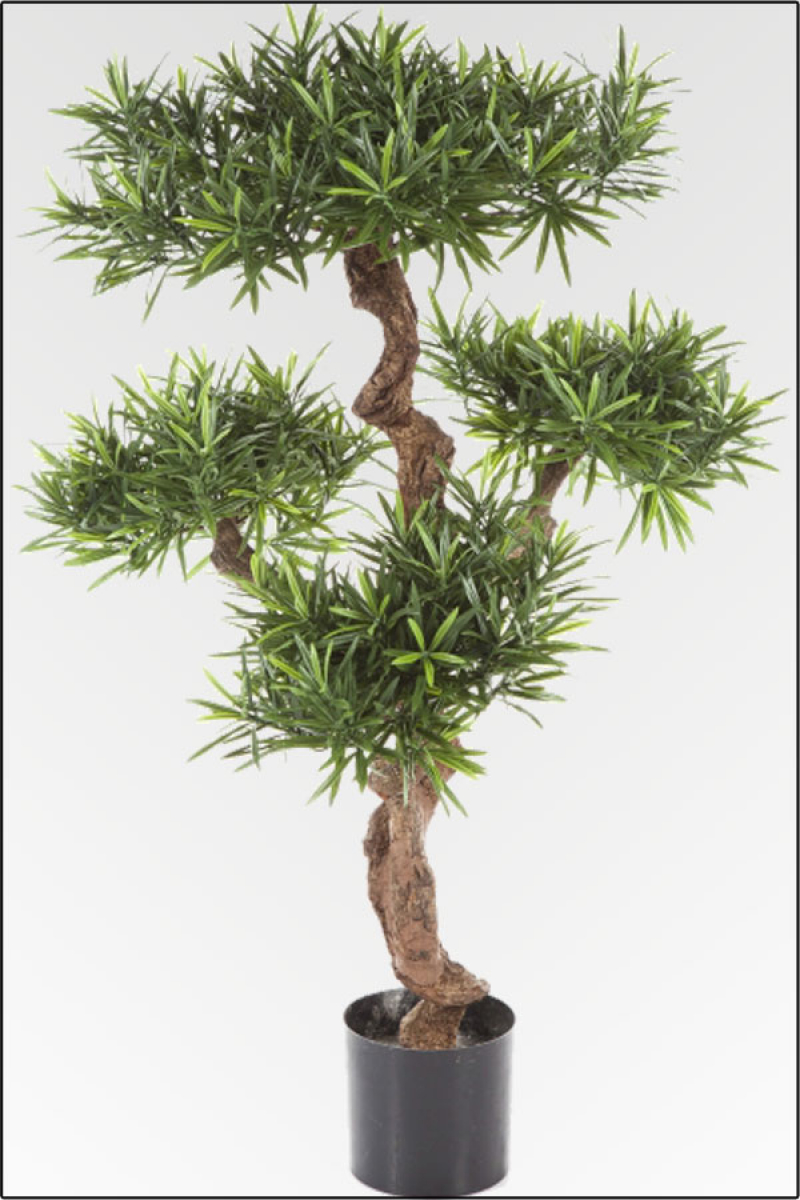 Podocarpus Bergeibe, ca. 110 -120 cm