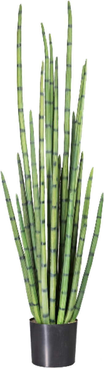 Sansevieria