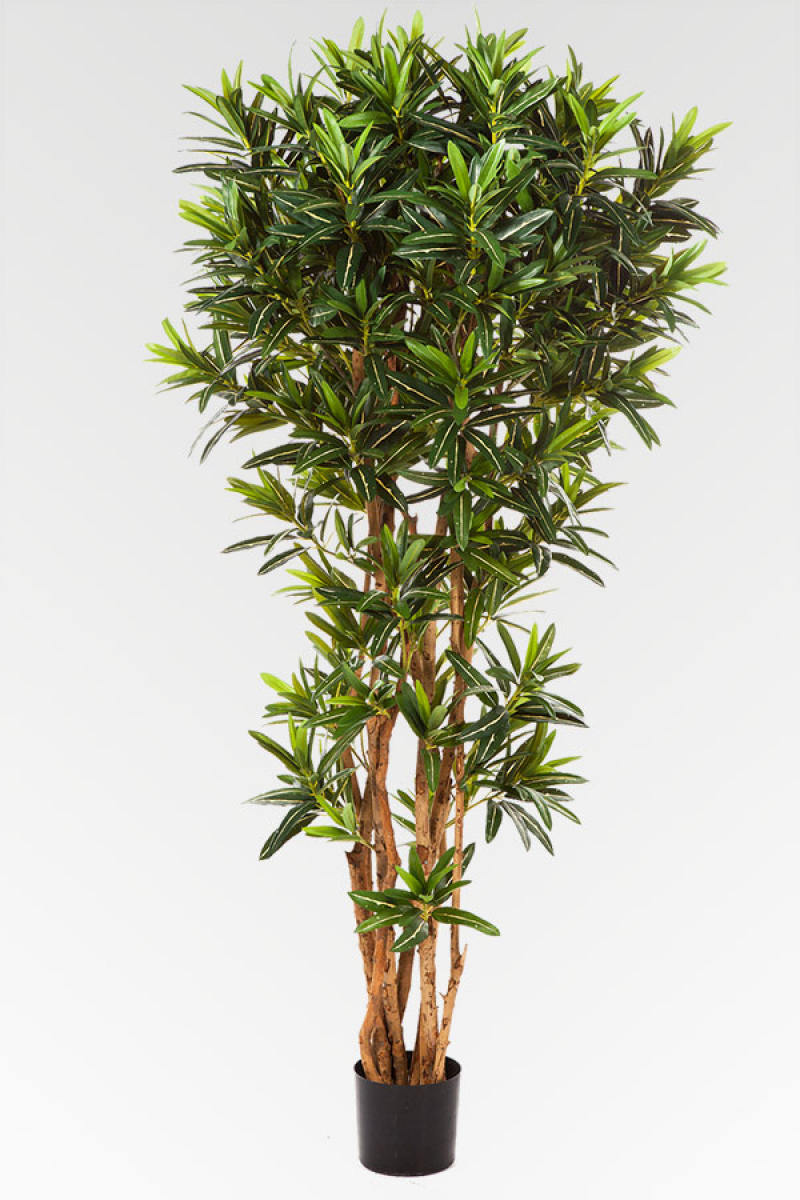 Schmalblatt Croton mit Naturstamm; ca.150 cm.