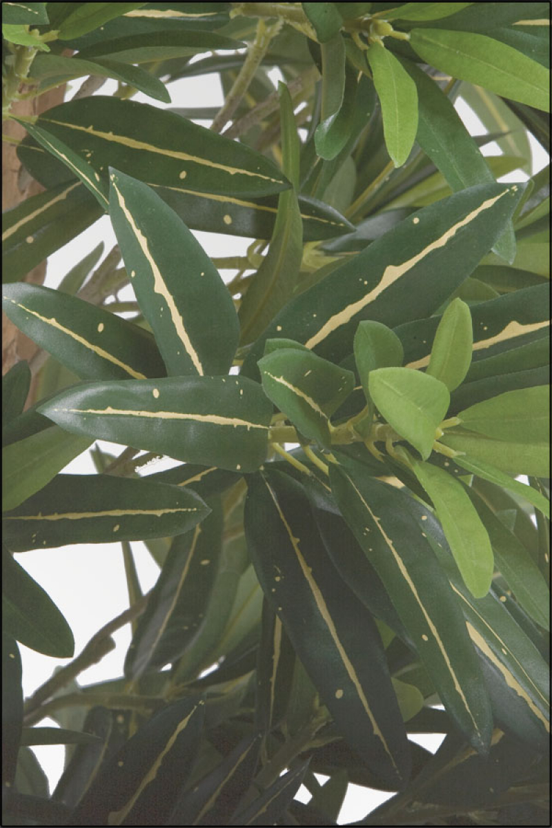Schmalblatt Croton mit Naturbonsaistamm