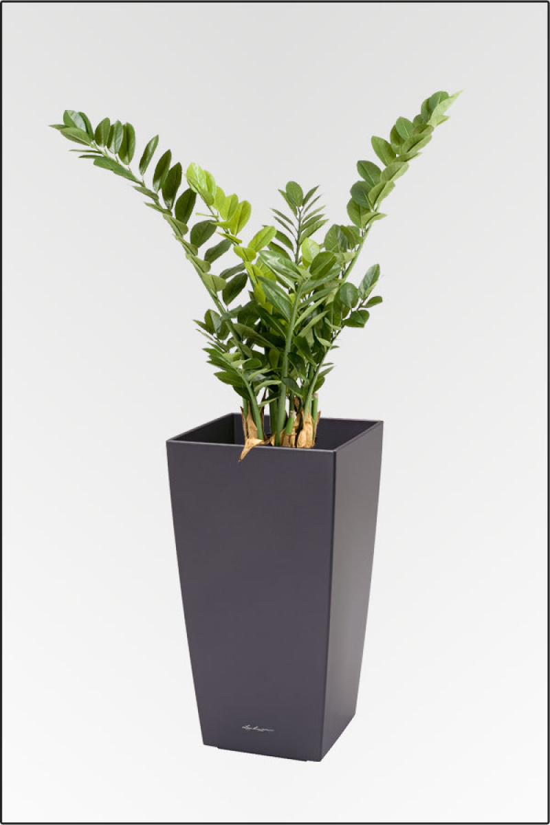 Smaragd Zamioculcas Pflanze; ca.90 cm.