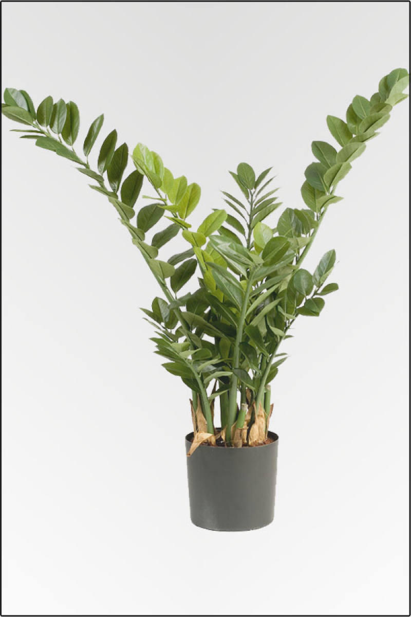 Smaragd Zamioculcas Pflanze; ca.90 cm.
