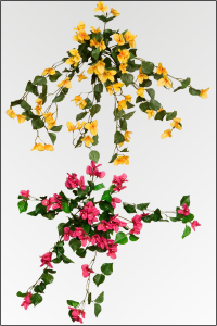Bougainvillea Busch 9 fach; ca.60 cm; gelb/orange