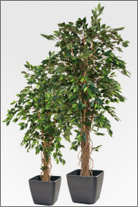 Ficus Benjamin kuenstlich 250 cm mit Naturlianenstamm.