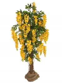 Goldregen Baum 250 cm gelb/orange